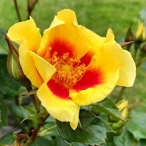 Rosa Eye of the Tiger - galben - trandafir pentru straturi Floribunda